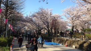 やはり花見は下町がイチバン。