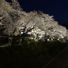 No.1は中央の光の当たっている桜の木