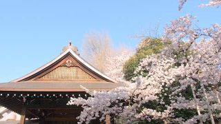 桜とのコラボが見事