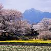 山高神代桜