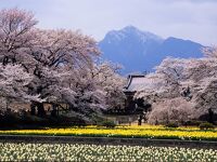 山高神代桜