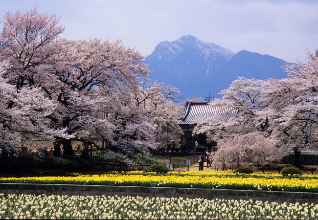 山高神代桜