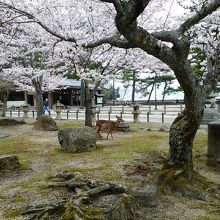 大元公園の桜