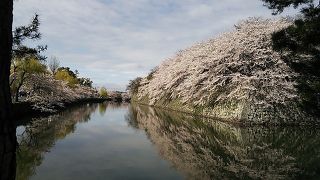 2015/04/04　彦根城　