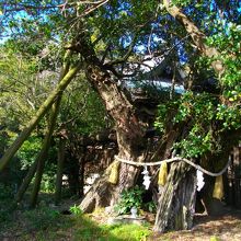 御崎神社のウバメガシ