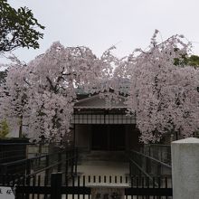 桜が綺麗に咲いていて、ラッキーです。