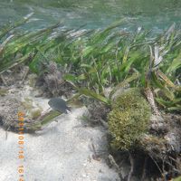 ホテル前の海の中