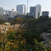 上からの桜もきれい