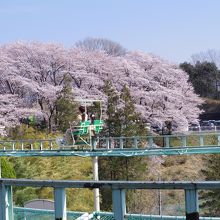 桜もきれいです。