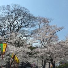 桜の季節はオススメ