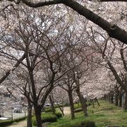 桜満開