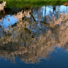 川面に映る桜並木
