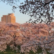 夕日を浴びる桜並木