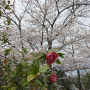 近江富士の名の如く自然豊かな公園