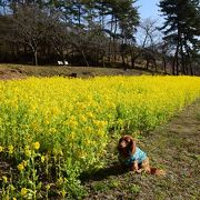 加西市にあるフラワー公園