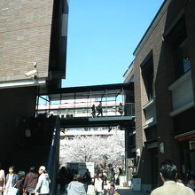 渡り廊下の上から目黒川周辺を見下ろせます。