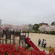 自然があふれる公園です