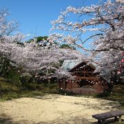 若山公園の桜は見ごろでした。