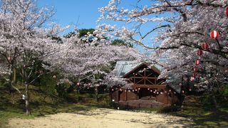 若山公園の桜は見ごろでした。