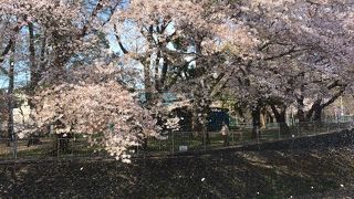 さくらの季節はお花見に最適