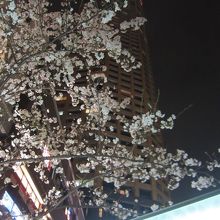 ナカメアルカス内の八重紅枝垂