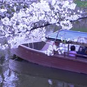 満開の桜♪