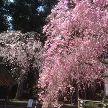 社殿前の枝垂れ桜
