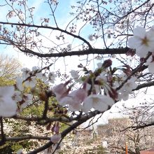桜の花がとても奇麗でした