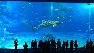 ジンベエ鮫の水槽はやはりすごい