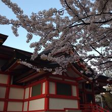桜と本殿