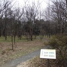 雑木林の一出入口