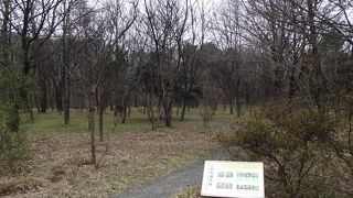 全くの雑木林に驚きました