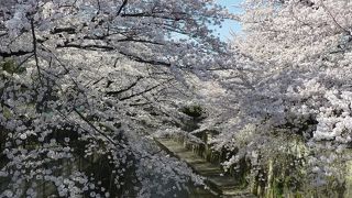 桜が近い！