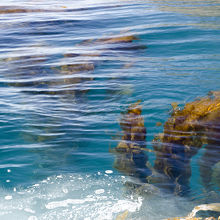 透明度が高く海藻がよく見えます