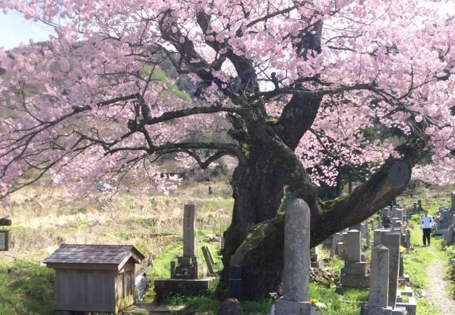清水の桜 クチコミ アクセス 営業時間 マキノ フォートラベル