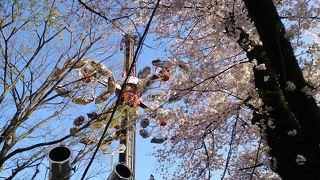 としまえんで桜を楽しむこともできます。