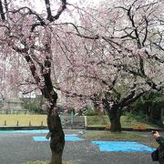 雨の公園、花冷えで桜も寒そう．．．