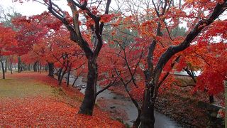 紅葉時期は奈良公園内のどこを歩いても美しい！