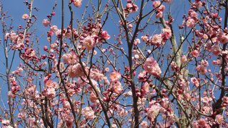 もう少しで満開でした