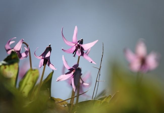 桜だけでなく。たまには、野の花も・・