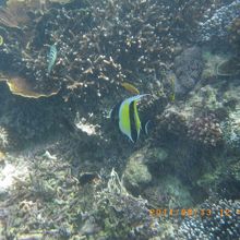 シュノーケルツアーでの海の様子。