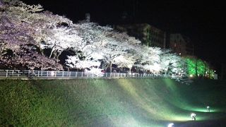 桜イベントとライトアップ