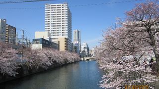 横浜の桜名所
