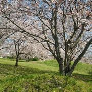 あなたの近所も、きっと、桜がきれいですよね！