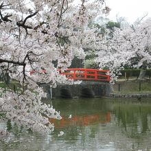 池の周りの桜