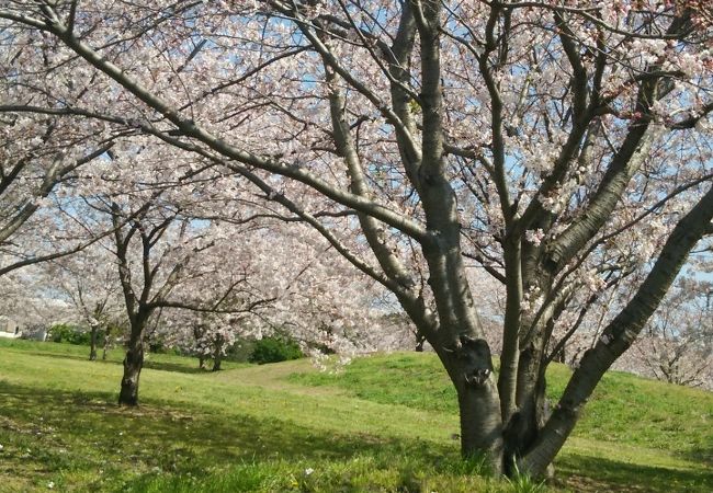 あなたの近所も、きっと、桜がきれいですよね！