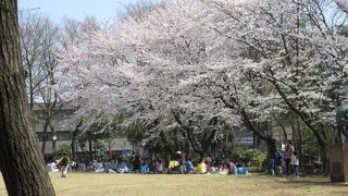 桜が綺麗でした