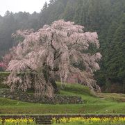 里山の一本桜  本郷の瀧桜です