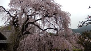 みごとな天然記念物のいと桜