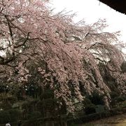 2015.4.6. 樹齢130年のしだれ桜が満開